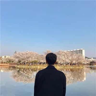 平和的海豚